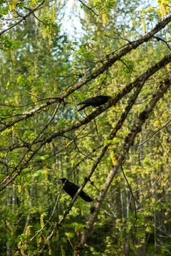 Crows on a tree branch Stock Photos