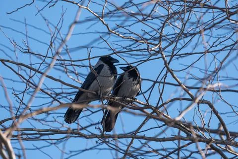 Crows in tree branch, raven - bird Stock Photos