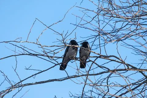 Crows in tree branch, raven - bird Stock Photos