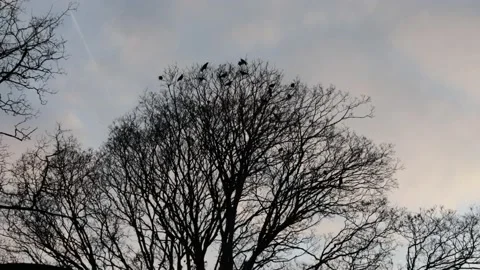 Crows in a tree in a cemetery Vídeo Stock 167752683