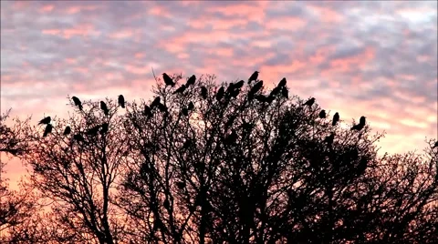 Crows on tree in the dusk flying away Stock Footage 49692766