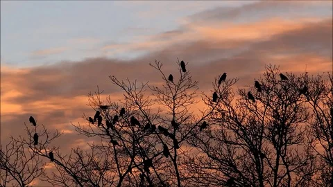  crows on tree in the dusk Stock Footage 82796386