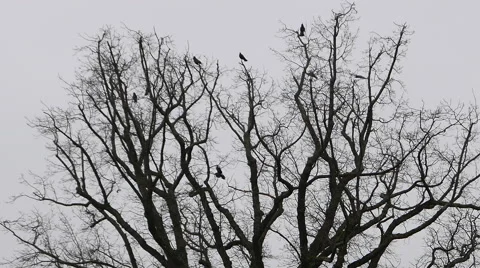 Crows on a tree flying on and off bare branches Stock Footage 47134856