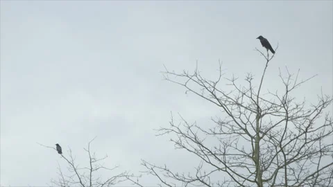CROWS IN A TREE - FLYING AWAY Stock Footage 140818811