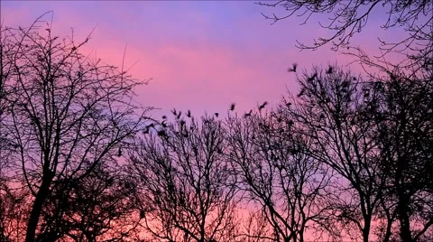 Crows on tree flying away, raven, black birds, sunset, background red clouds Stock Footage 45895061