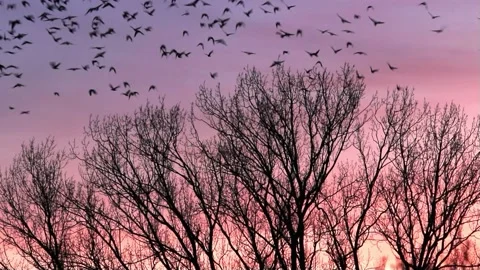 Crows on tree flying in the evening sunset Stock Footage 218739252