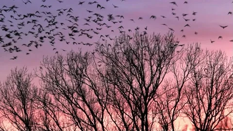 Crows on tree flying in the evening sunset Stock Footage 218884309