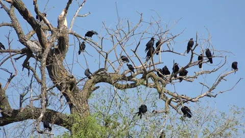Crows on Tree, Flying Flock of Birds, Crowd of Raven in Branch, Black Bird Stock Footage 330231044