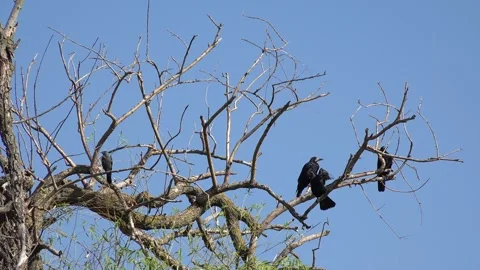 Crows on Tree, Flying Flock of Birds, Crowd of Raven in Branch, Black Bird Stock Footage 330635069