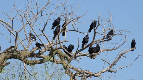 Crows on Tree, Flying Flock of Birds, Crowd of Raven in Branch, Black Bird  Stock Footage 331062894