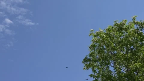 Crows on Tree, Flying Flock of Birds, Crowd of Raven in Branch, Black Bird Stock Footage 331841241