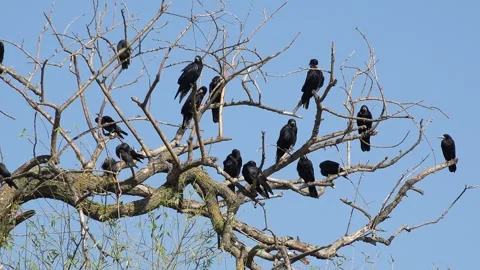 Crows on Tree, Flying Flock of Birds, Crowd of Raven in Branch, Black Bird  Stock Footage 334321404