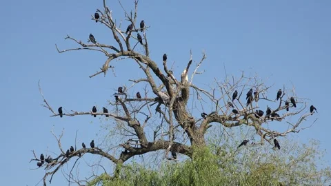 Crows on Tree, Flying Flock of Birds, Crowd of Raven in Branch, Black Bird Stock Footage 336080058