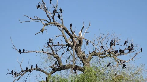 Crows on Tree, Flying Flock of Birds, Crowd of Raven in Branch, Black Bird  Stock Footage 336659362