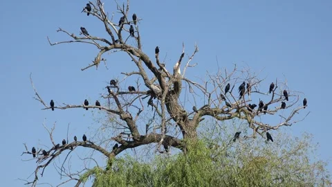 Crows on Tree, Flying Flock of Birds, Crowd of Raven in Branch, Black Bird Stock Footage 341390304