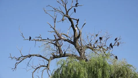 Crows on Tree, Flying Flock of Birds, Crowd of Raven in Branch, Black Bird Stock Footage 342787929