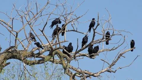 Crows on Tree, Flying Flock of Birds, Crowd of Raven in Branch, Black Bird Stock Footage 344392181