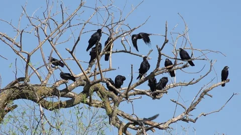 Crows on Tree, Flying Flock of Birds, Crowd of Raven in Branch, Black Bird Stock Footage 346678070