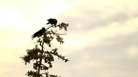 Crows in tree Stock Footage 10750397