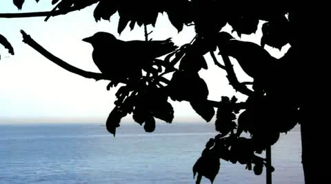 CROWS ON TREE Video stock 11025055