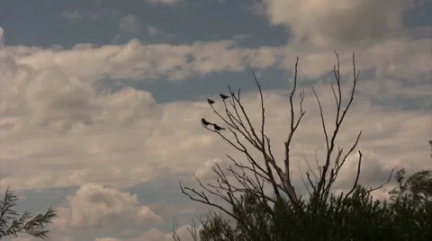 Crows in tree Stock Footage 39813800