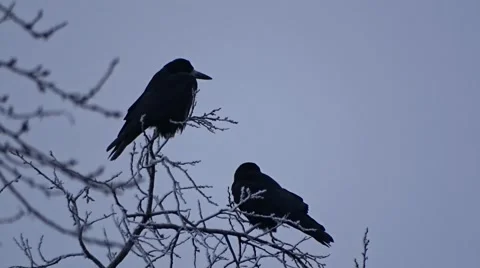 Crows on a tree Stock Footage 46958969