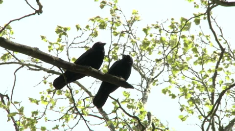 Crows in a tree Stock Footage 49861647