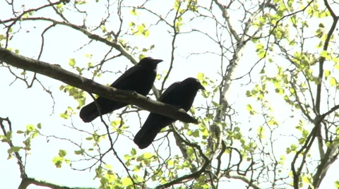 Crows in a tree Stock Footage 49861654