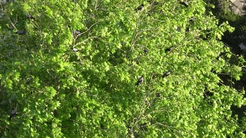 Crows on the tree. Video stock 107901513