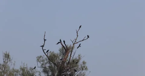Crows on Tree Stock Footage 320333489