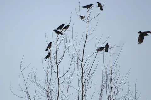 Crows on tree. Lots of birds on branches of tree. Stock Photos