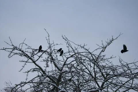 Crows on a tree Stock Photos