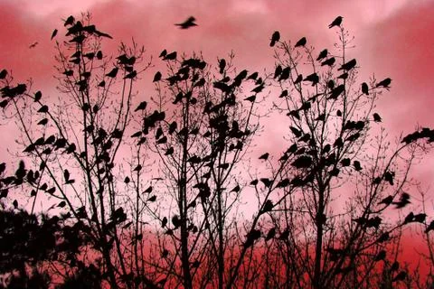 Crows tree Foto stock