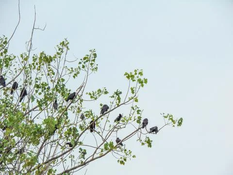 Crows in a tree in Romania Photos