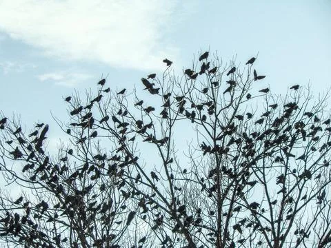 Crows in a tree in Romania Photos