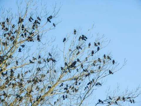 Crows in a tree in Romania Фото