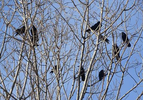 Crows in the tree. In Romania Stock Photos