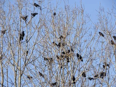 Crows in the tree. In Romania Stock Photos