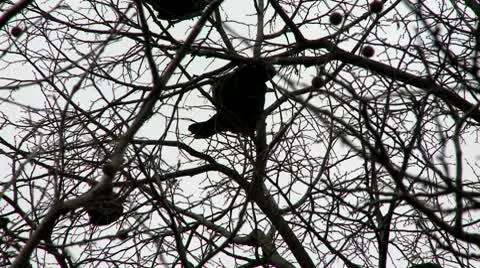 Crows on a tree silhouette 3 Stock Footage 10678397