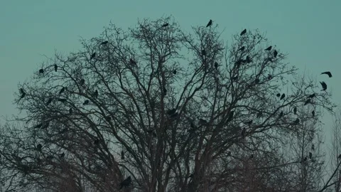 Crows on tree top at dusk in winter Stock Footage 263411694