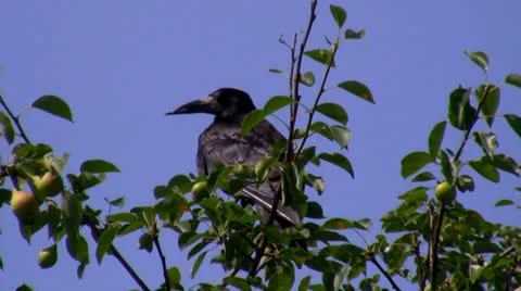 Crows on a tree top Vídeos de archivo 25541972