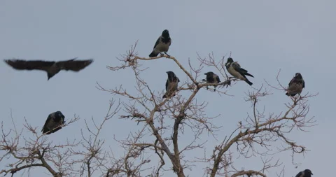Crows On Tree Tops Stock Footage 266162576