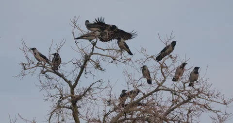 Crows On Tree Tops Stock Footage 266162588
