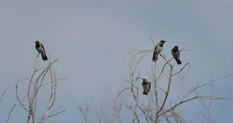 Crows On Tree Tops Stock Footage 266162764