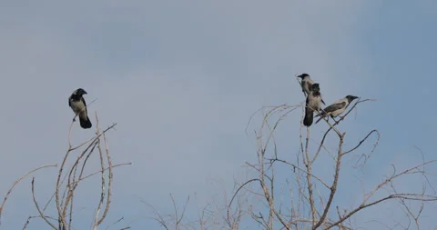 Crows On Tree Tops Stock Footage 266162776