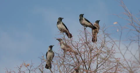 Crows On Tree Tops Stock Footage 266162840
