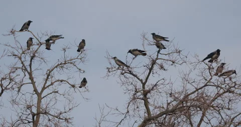Crows On Tree Tops Stock Footage 266162841