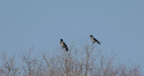 Crows On Tree Tops Stock Footage 266162895