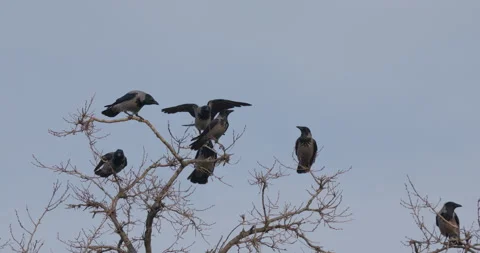 Crows On Tree Tops Stock Footage 266162946