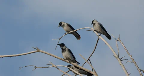 Crows On Tree Tops Stock Footage 266163443